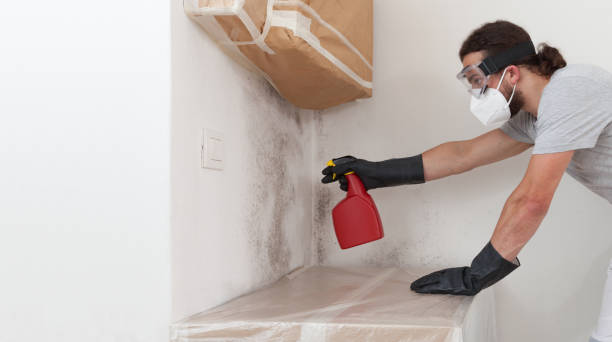 Professional Attic Mold Remediation technician working in Belleville, IL