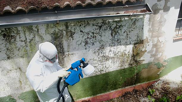 Top rated local Attic Mold Remediation specialists in Belleville, IL